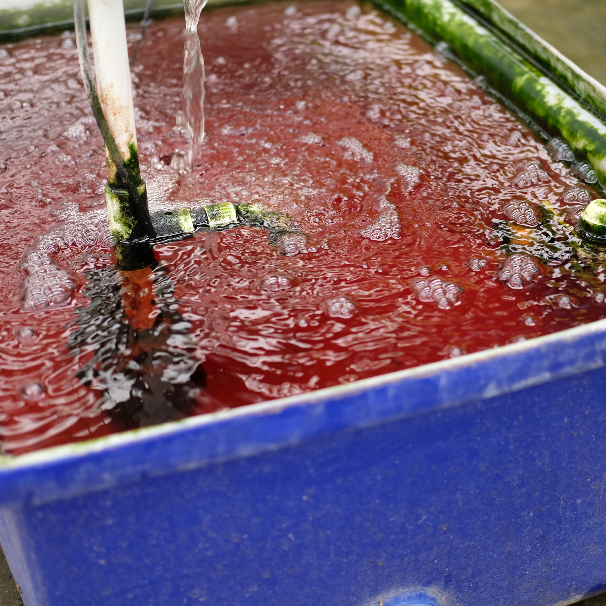 Aquaponics Introduction